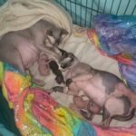 Sphynx kittens