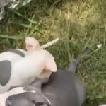 puppies are available