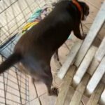 female lab
