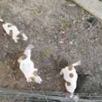 7 Terrier Jack Russell Red Nose Pit pups