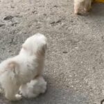 Malti- Poochon