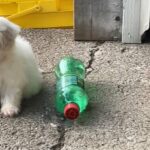 maltipoo and bichon mix