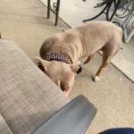 exotic bully