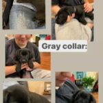 AKC LAB PUPPIES