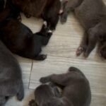 cane corso puppies