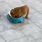 Puppies still need a ?