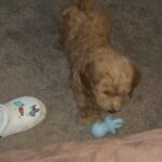F2b goldendoodle