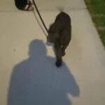 Chocolate labradoodle puppy for sale!!