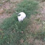 Dogo pups 12 wks old