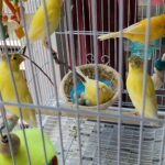Banner Fancy and crested canary babies
