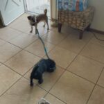 Two bonded terrier mix puppies