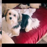 MORKIES INHERITED