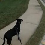 Labrador/Pitbull mix for sale