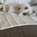 Adorable Ragdoll Kittens in Arizona City, Arizona