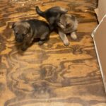 AKC registered German shepherd puppies in Arizona City, Arizona