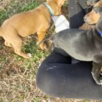 German Shepherd/Lab Mix Puppies in Arizona City, Arizona