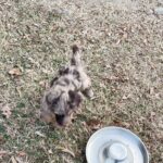CKC Registered F1B Labradoodles in Arizona City, Arizona