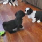 Teddybear Shichon Puppies for sale in Arizona City, Arizona