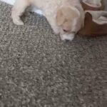 mini poodle in Fort Worth, Texas