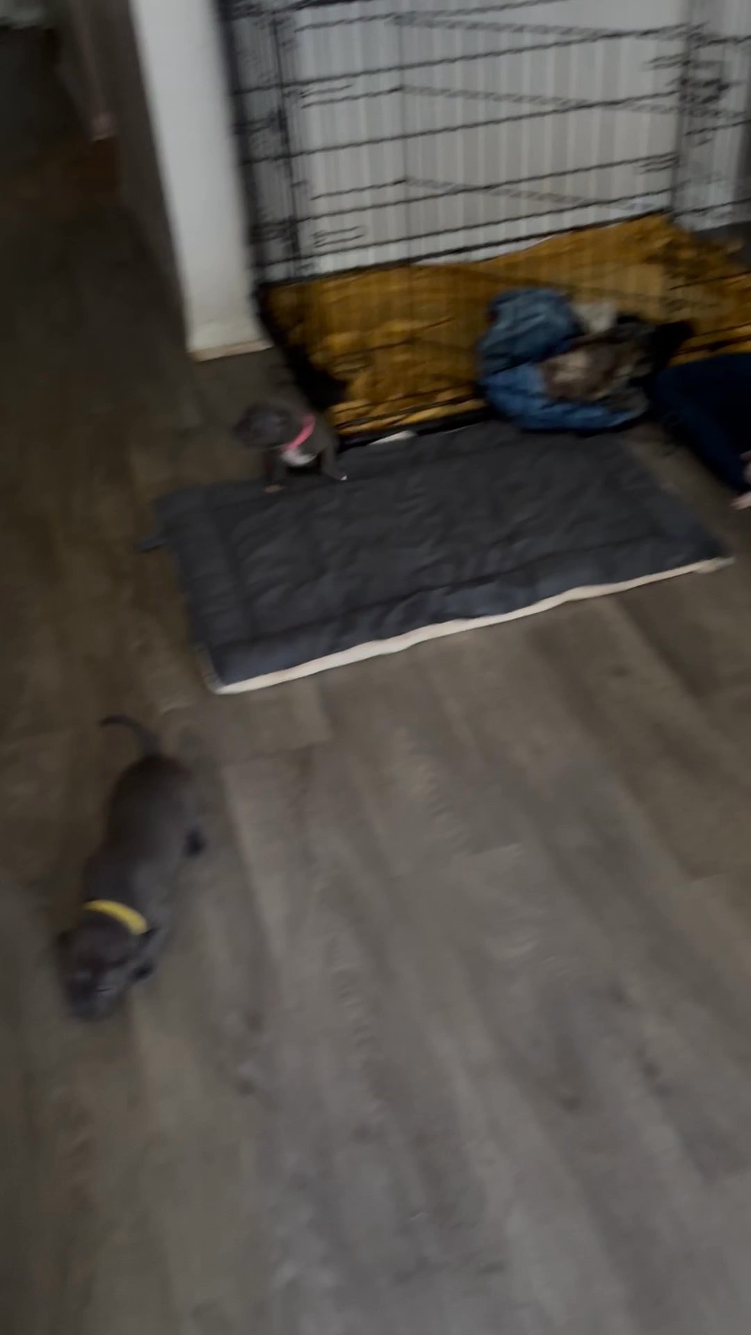 American Staffordshire Terriers in Arizona City, Arizona