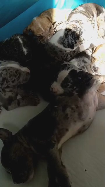 XL American Bully puppies in State College, Pennsylvania