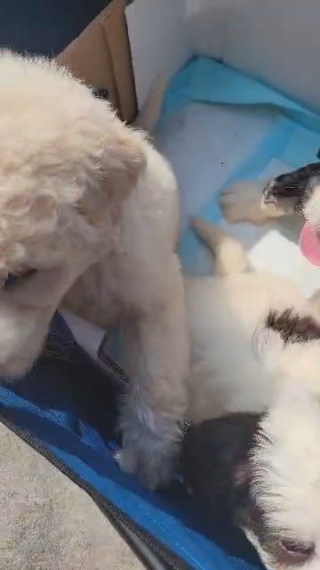 bernedoodle male and female in Atlanta, Georgia