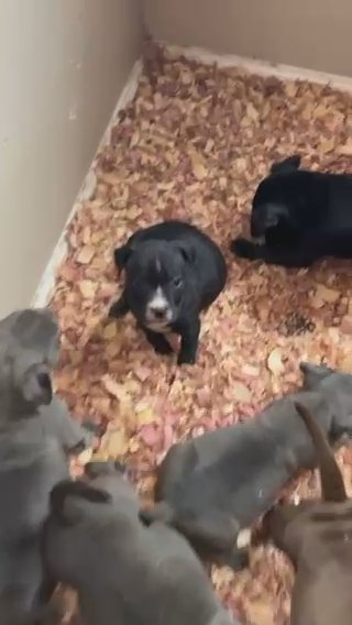 Tri Bullys in Nashville, Tennessee