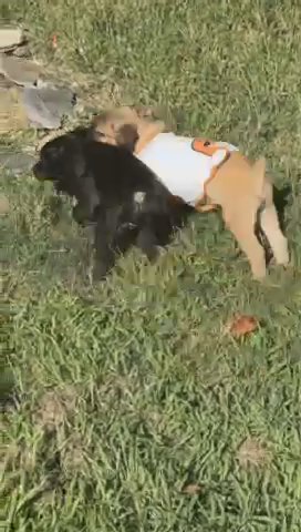 Cane Corso Puppies in Greensboro, North Carolina