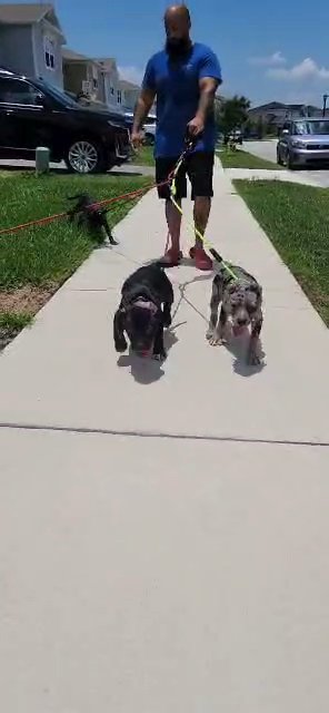 American bully pup in Orlando, Florida