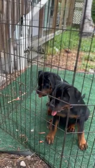 Available females in Key West, Florida