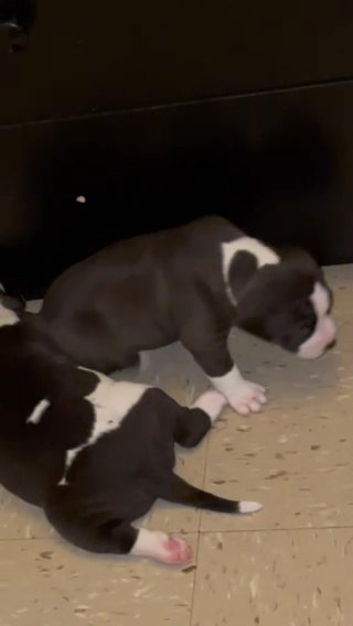 Have 2Puppies For Sale All Females. in New York City, New York
