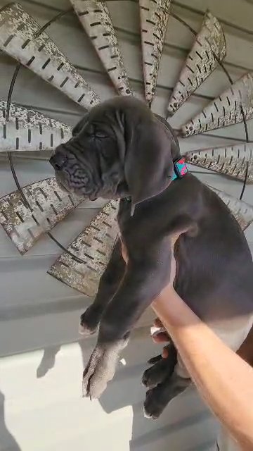 Blue Female Troll Collar in Harrisonburg, Virginia