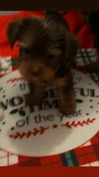 Chocolate Yorkie Boy. SOLD in Greensboro, North Carolina