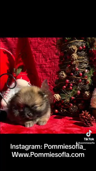Pomeranian in Los Angeles, California
