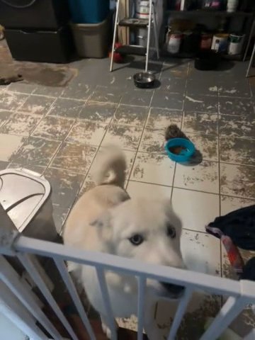 Siberian Husky/Alaskan Malamute Mix For Sale in The Hammocks, Florida