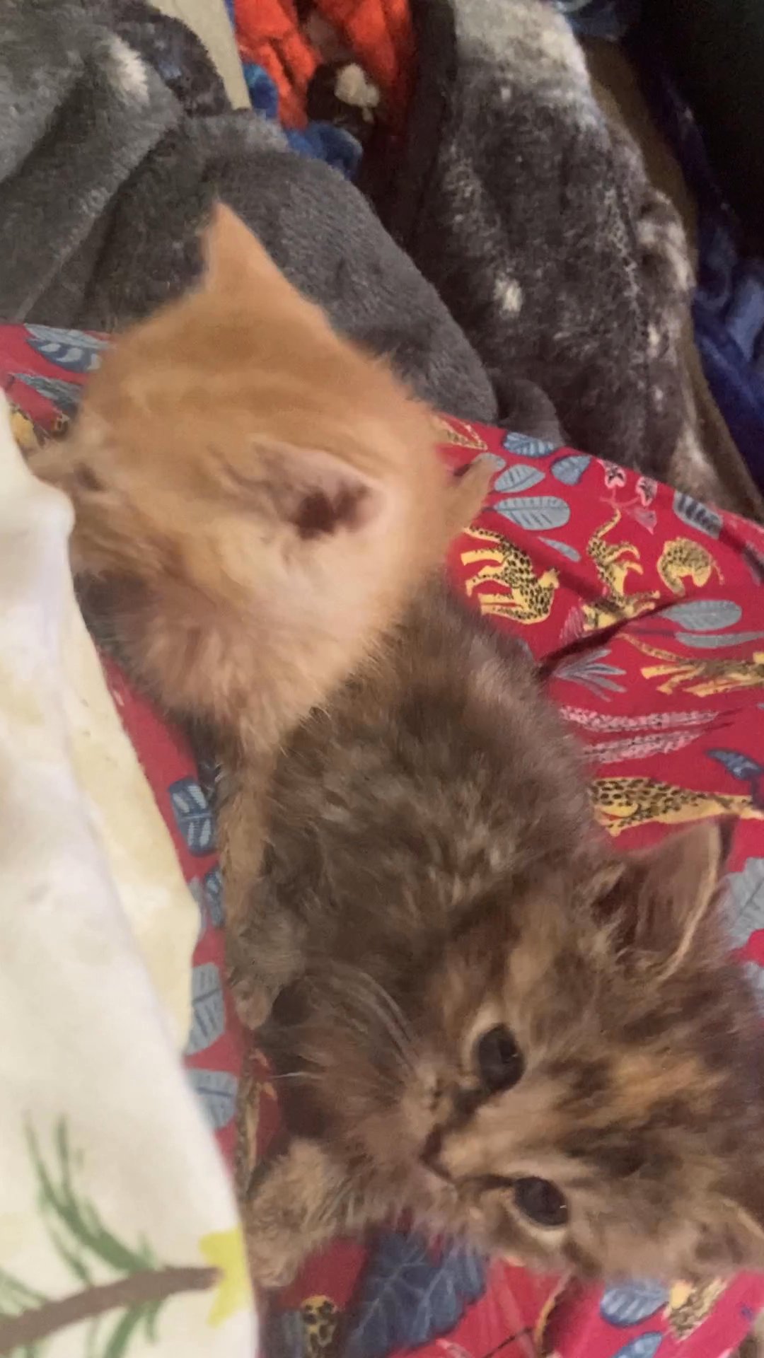 Free kittens to a loving home in Arizona City, Arizona
