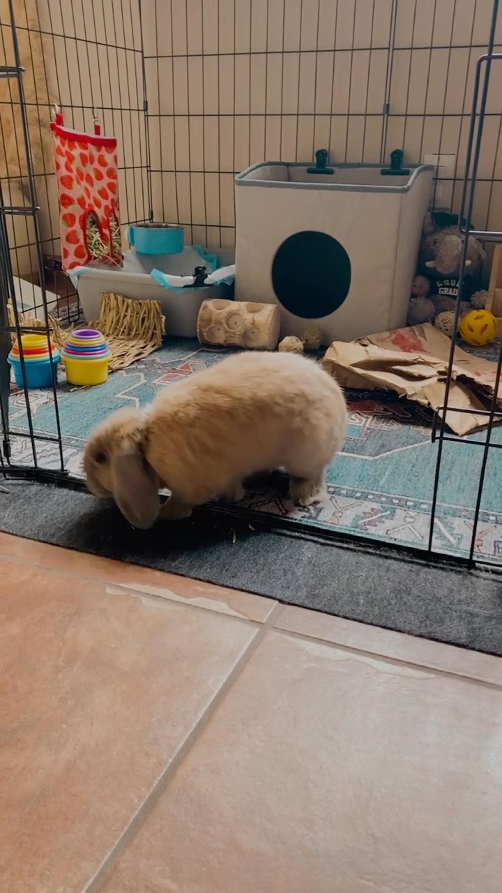 Holland Lop bunny for sale in Arizona City, Arizona