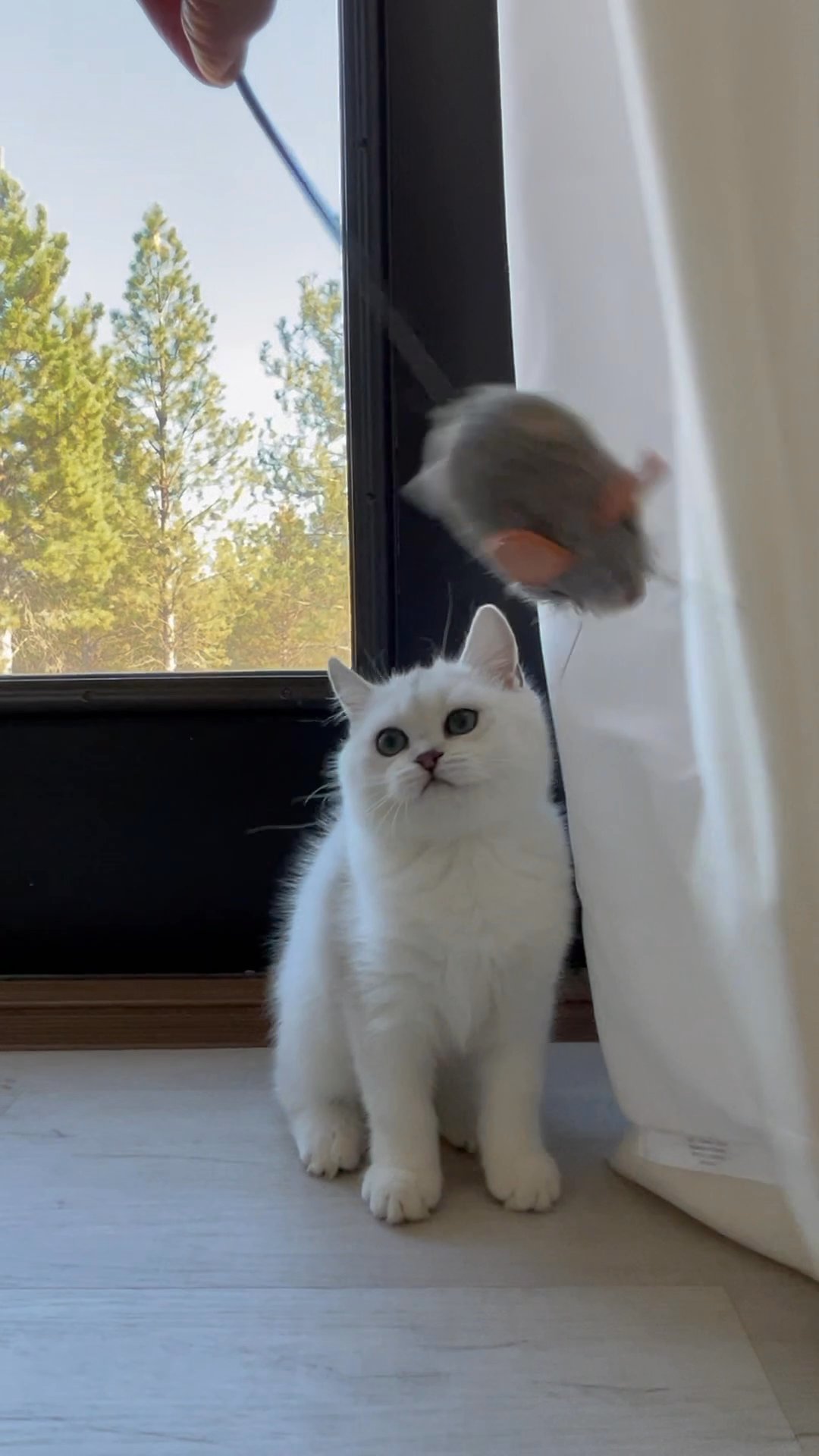 British Shorthair Kitten in Arizona City, Arizona