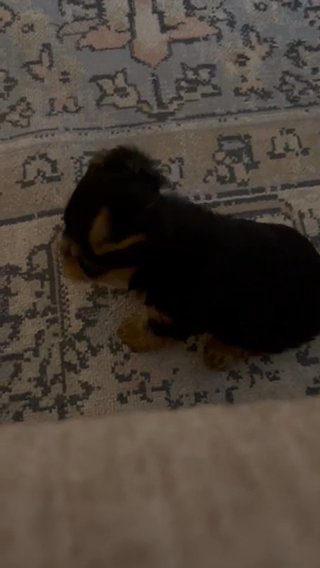 AKC Male -Traditional Yorkie in Chattanooga, Tennessee