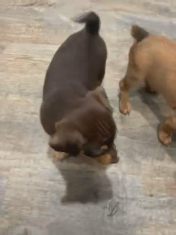 Weenier Dog / Chihuahua Small Breed in Los Angeles, California