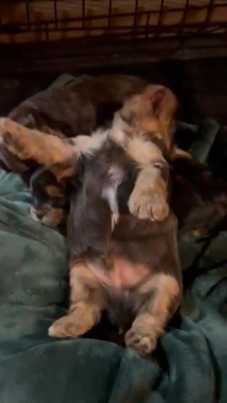 Yorkie baby For Sale! One Gorgeous Chocolate Parti in Chattanooga, Tennessee