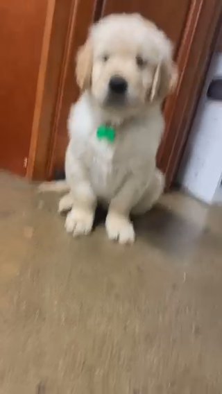 golden retriever in Los Angeles, California