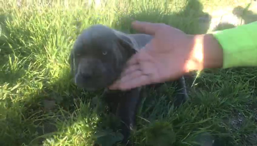?? NEAPOLITAN MASTIFF PUPPIES LOOKING FOR THERE FOREVER HOME?? in Los Angeles, California