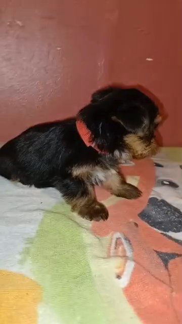 yorkie puppy in Los Angeles, California