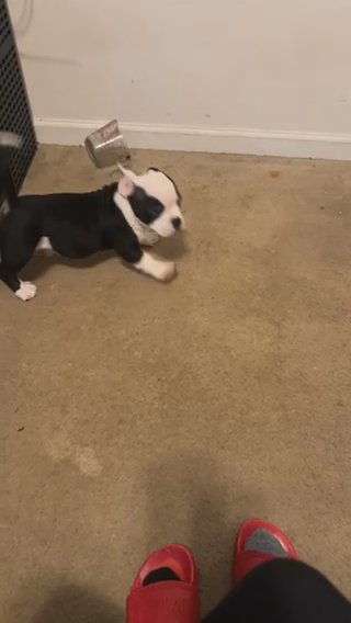 American Bully in Central, Louisiana