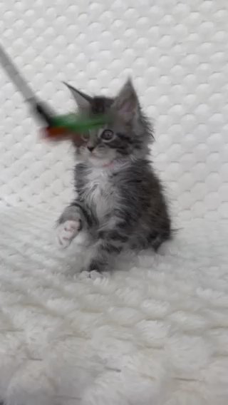 Black Silver Tabby With White Female in Portland, Oregon