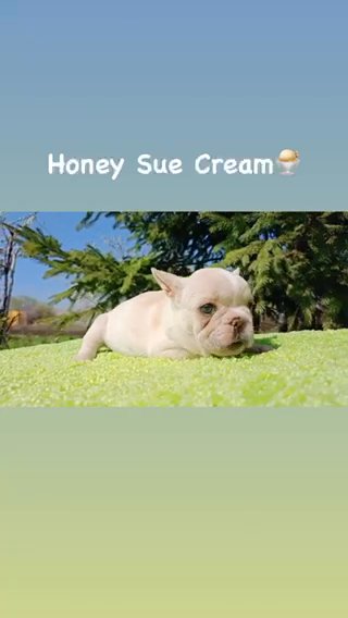 Marshmallow Cutest Cream French Bulldog Puppy in Renton, Washington