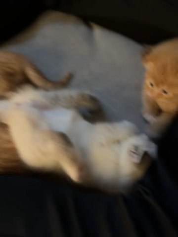 Scottish Kittens in Portland, Oregon