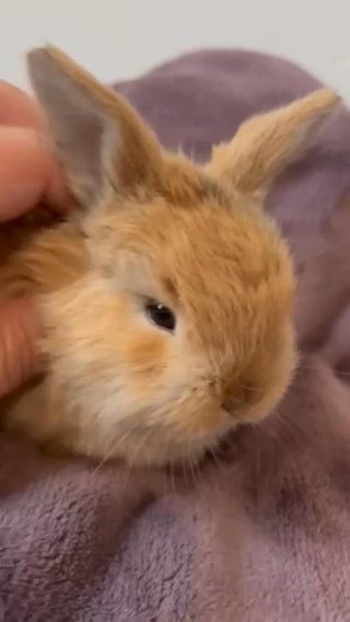Baby Lop Lion Head Mix in Portland, Oregon