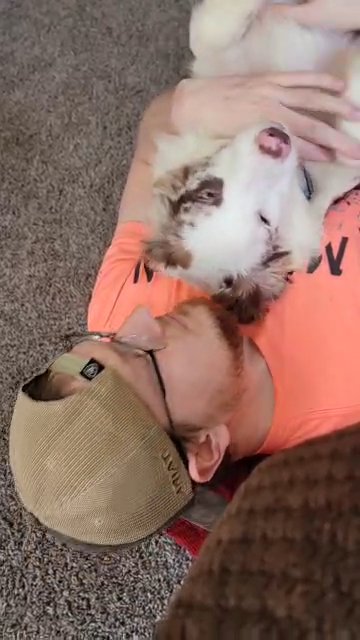 loveable Australia shepherd in Lansing, Michigan